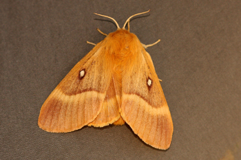 Pics Of Uk Moths