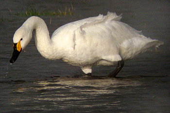Bewick's Swan