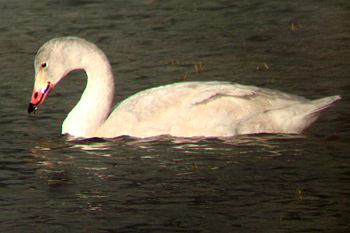 Bewick's Swan