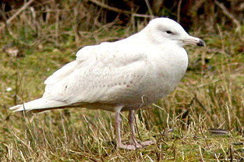 Glaucous Gull