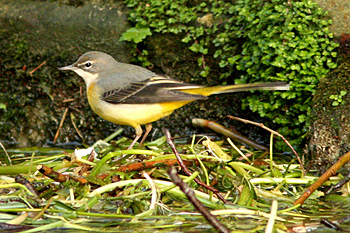 Grey Wagtail
