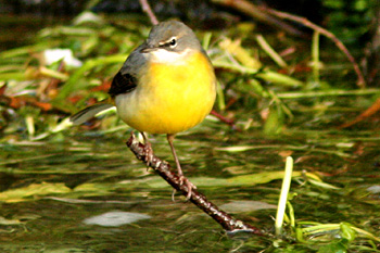 Grey Wagtail