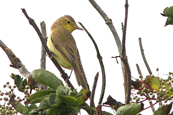 Melodious Warbler