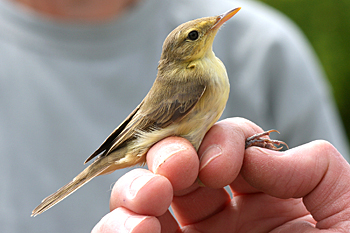 Melodious Warbler