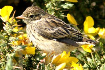 Meadow Pipit