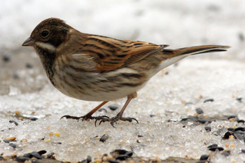 Reed Bunting