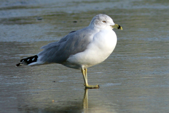 Ring-billed Gull