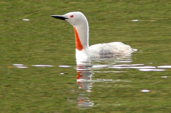 Red-throated Diver
