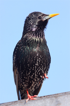 Starling