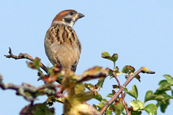 Tree Sparrow