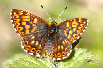 Duke of Burgundy