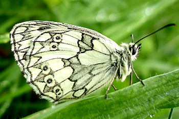 Marbled White