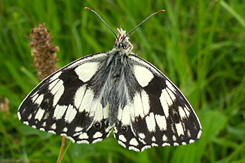 Marbled White