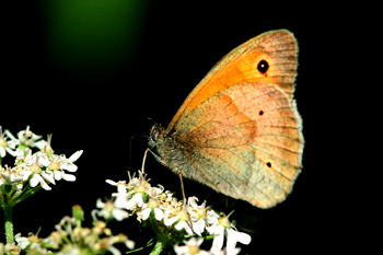 Meadow Brown