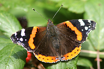 Red Admiral