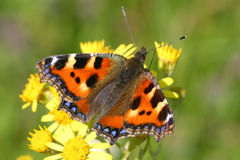 Small Tortoiseshell