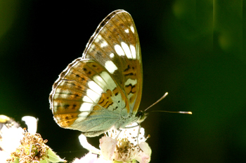 White Admiral