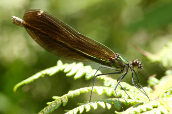 Beautiful Demoiselle