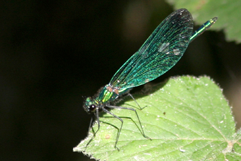 Beautiful Demoiselle