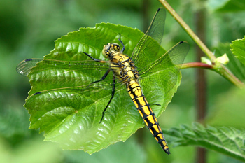 Black-tailed Skimmer