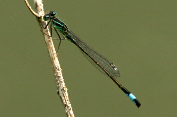 Blue-tailed Damselfly