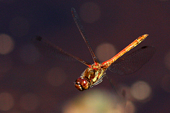 Common Darter