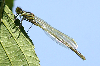 Emerald Damselfly