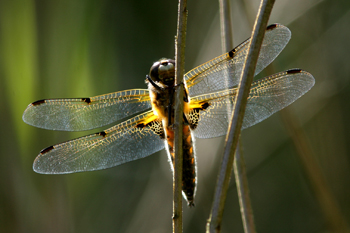 Four-spotted Chaser