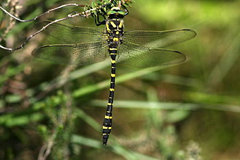 Golden-ringed Dragonfly