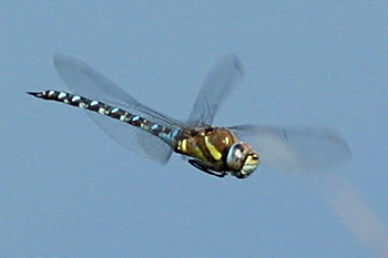 Migrant Hawker