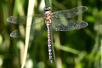 Migrant Hawker