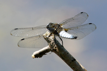 Scarce Chaser