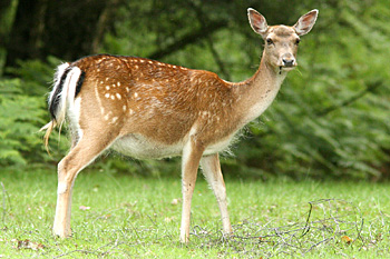 Fallow Deer