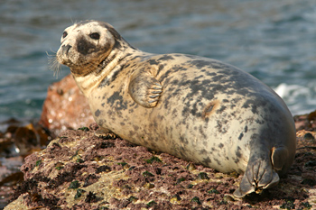 Atlantic Grey Seal