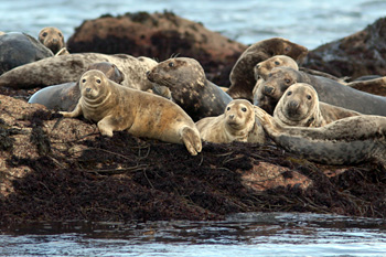 Atlantic Grey Seal