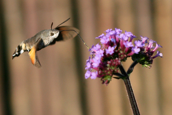 Hummingbird Hawk-moth