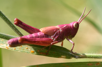 Meadow Grasshopper (purple form)