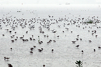 Thousands of waterbirds at Mai Po