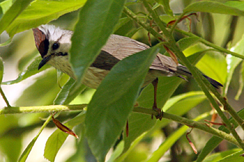 Taiwan Yuhina
