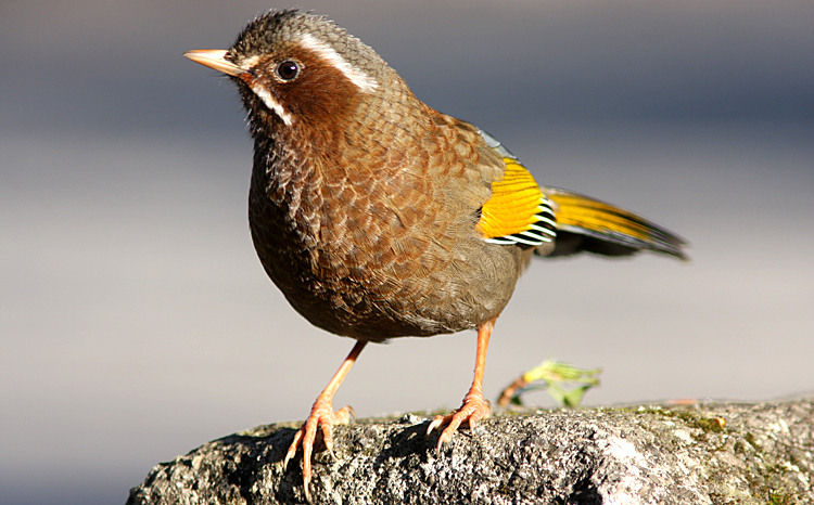 White-whiskered Laughing-thrush