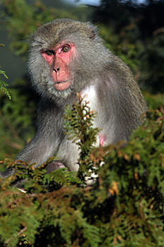 Formosan Macaque