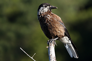 Nutcracker (owstoni)