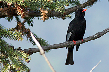 Black Bulbul