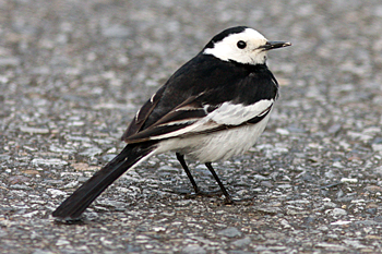 White (Amur) Wagtail