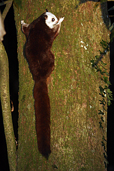 Formosan Flying Squirrel