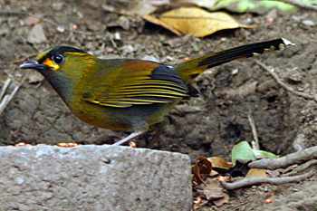 Steere's Liocichla