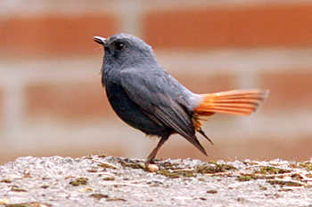 Plumbeous Redstart