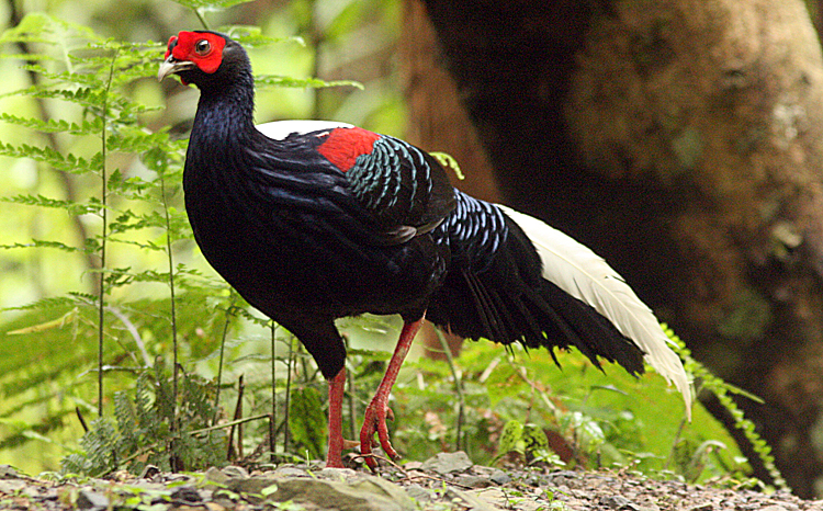 Swinhoe's Pheasant