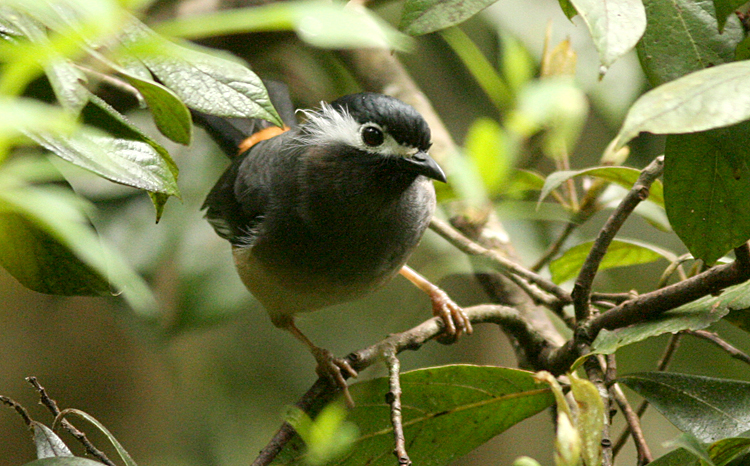 White-eared Sibia