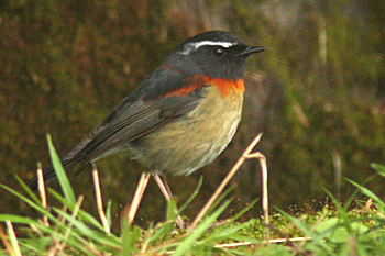 Collared Bush Robin